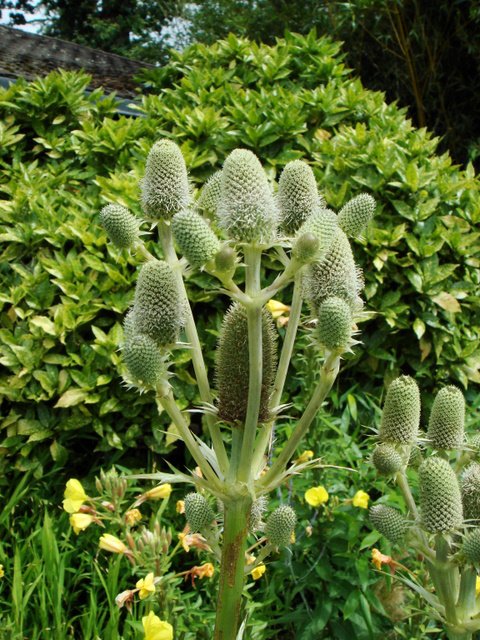 Eryngium agavifolium fleur